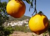 Comprar naranjas valencianas y degustar su sabor